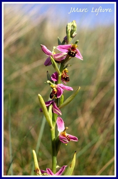 Ophrys apifera (Ophrys abeille).jpg