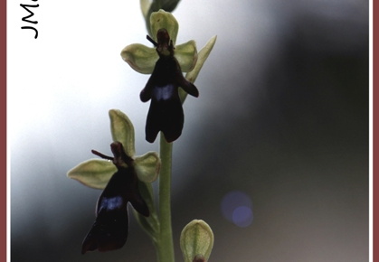 Ophrys insectifera (L'Ophrys mouche) 3