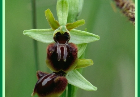 Ophrys sphegodes (Ophrys araignée) 2