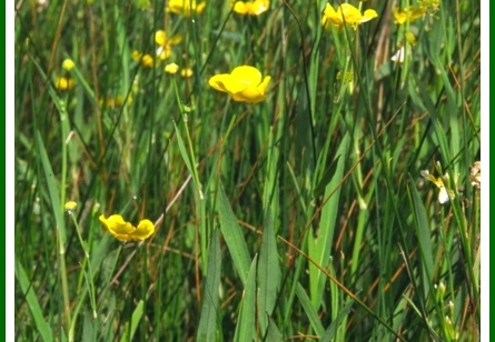 Ranunculus lingua (La Grande douve)