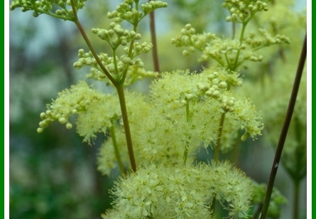 Filipendula ulmaria