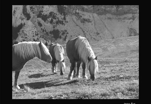 Chevaux de montagne