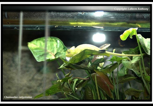 Reptiles