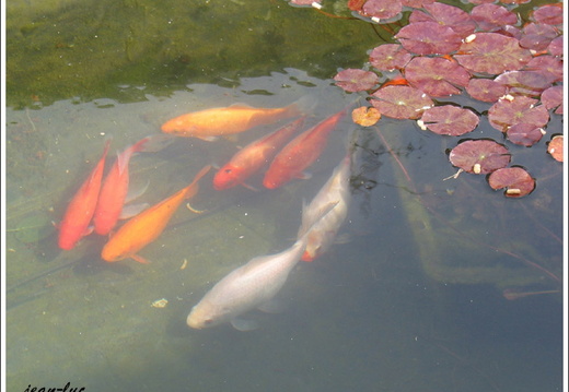 carpes koi et poissons rouges