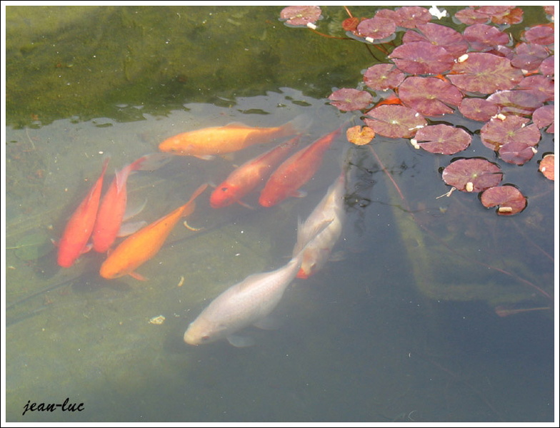 carpes koi et poissons rouges.jpg