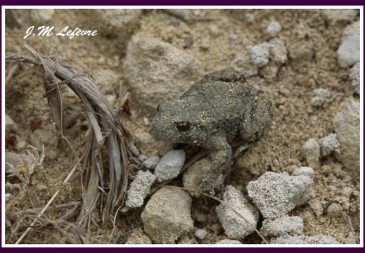 Amphibiens