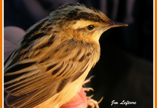 Oiseaux