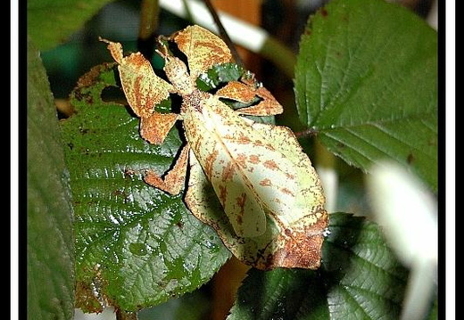 Phyllium bioculatum bioculatum / psg 60 CLP239