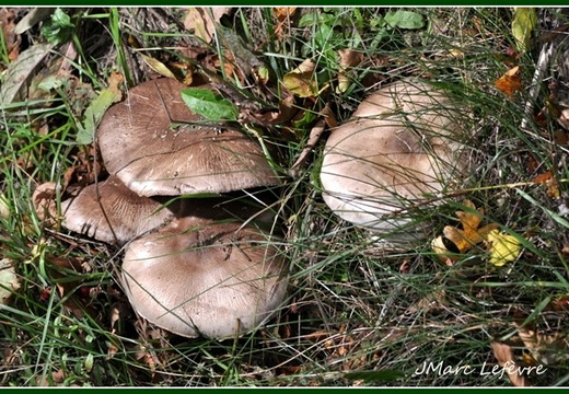 Agaric jaunissant (Agaricus xanthoderma)