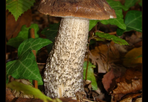 Bolet à pied noir (Leccinum atrostipitatum)