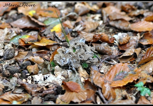 Chanterelle cendrée (Cantharellus cinereus)