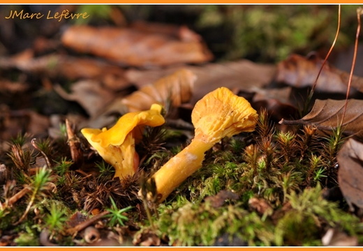 Girole (Cantharellus cibarius)