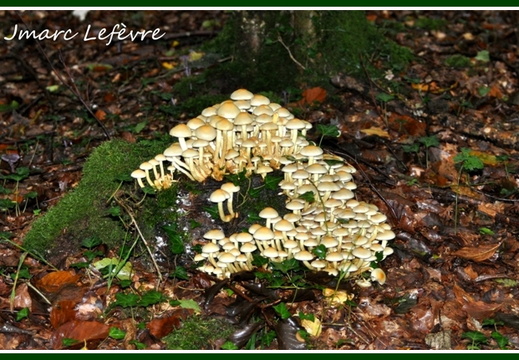 Hypholome en touffe (Hypholoma fasciculare)