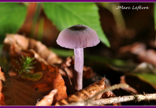 Laccaire améthyste (Laccaria amethystina)