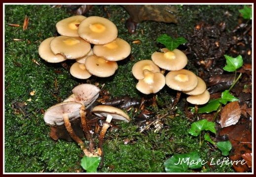 Pholiote changeante (Kuehneromyces mutabilis)