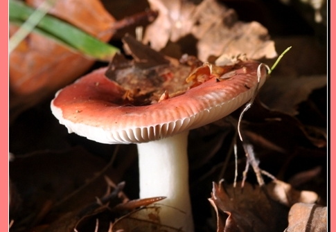 Russule du hêtre (Russula fageticola )