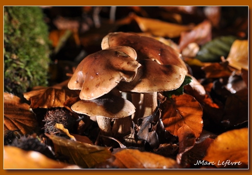 Tricholome brulé (Tricholoma ustale)