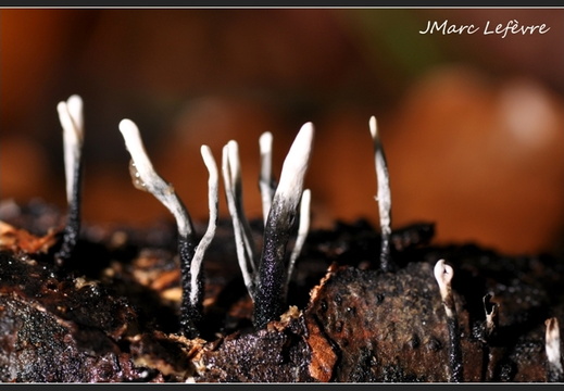 Xylaire du bois (Xylaria hypoxylon)