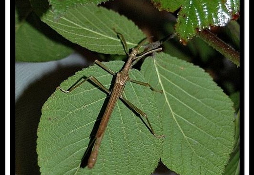 Diapherodes gigantea psg 260 / CLP019