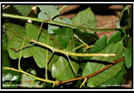 Lonchodes philippinicus psg 282 / CLP036