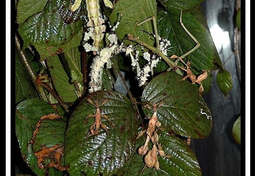 Groupe avec des lichens