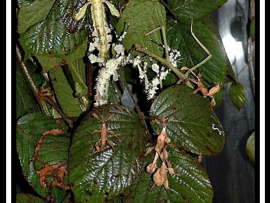 Groupe avec des lichens