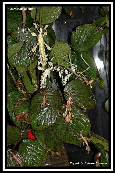 Groupe avec des lichens.jpg