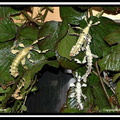 Groupe avec des lichens 2