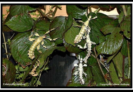 Groupe avec des lichens 2