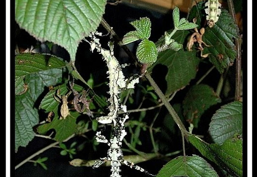 Groupe avec des lichens 3