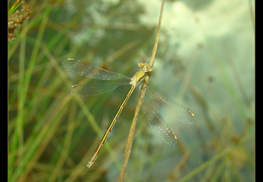 Lestes berbarus