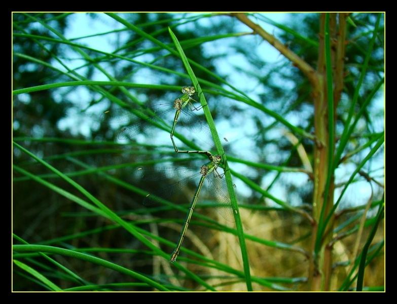 Lestes viridis accouplement.jpg