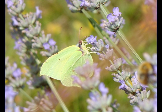 Photos d'arthropodes