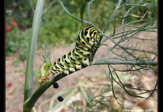 chenille-papilio-machaon