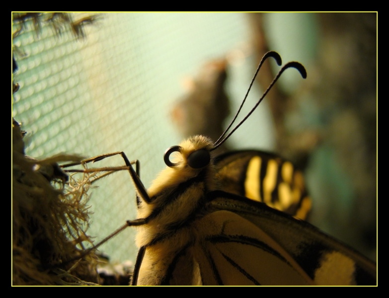 Papilio machaon.jpg