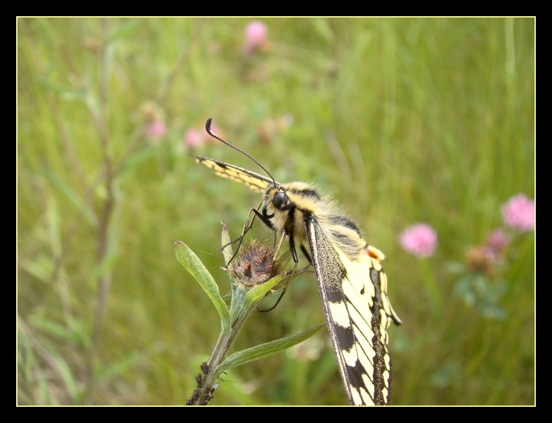 Papilio machaon 2.jpg