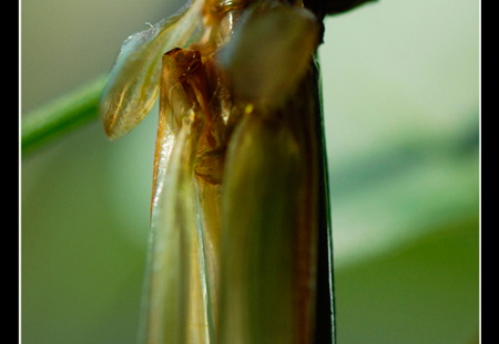 Mâle adulte détail ailes