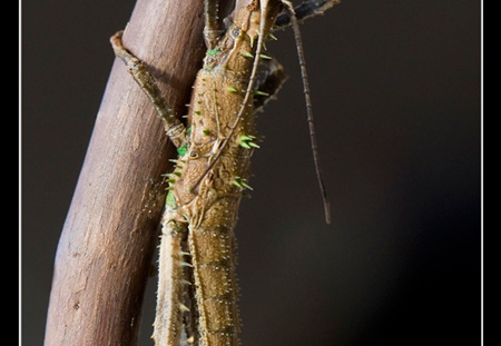 Haaniella saussurei psg 177 / CLP013