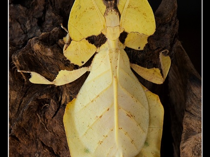 femelle adulte au couleurs jaune