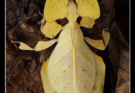 femelle adulte au couleurs jaune