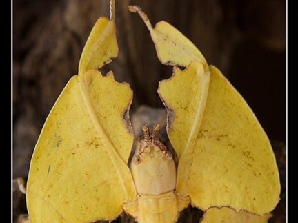 femelle adulte au couleurs jaune.