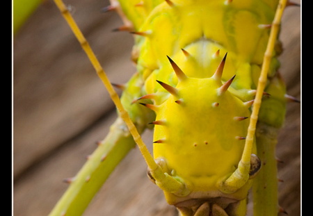 femelle adulte au couleurs jaune détail