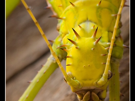 femelle adulte au couleurs jaune détail