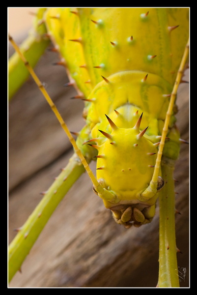 femelle adulte au couleurs jaune détail.jpg