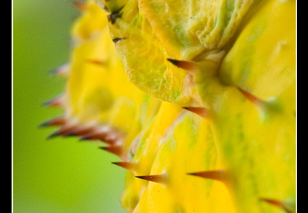 femelle adulte au couleurs jaune détail..