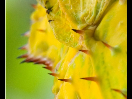 femelle adulte au couleurs jaune détail..