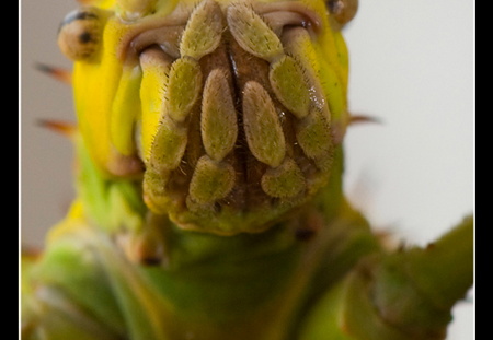 femelle adulte au couleurs jaune détail.