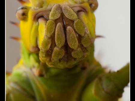 femelle adulte au couleurs jaune détail.