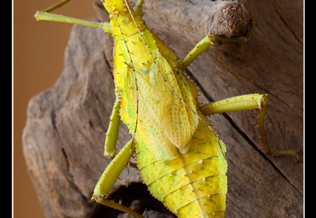 femelle adulte au couleurs jaune