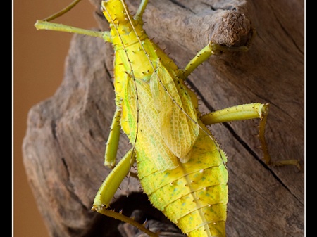 femelle adulte au couleurs jaune